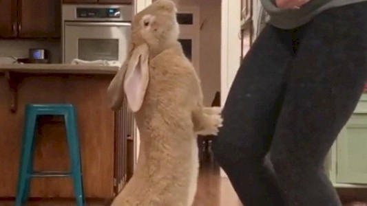 El enorme conejo que vive como una persona y se volvió viral en Instagram