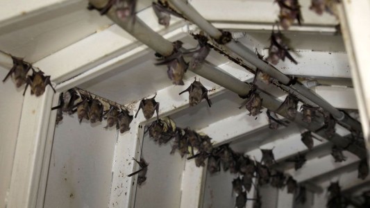 China ya no usará escamas de pangolín ni heces de murciélagos para hacer remedios