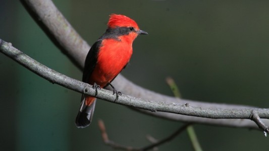 Nacieron seis pichones de un ave en peligro de extinción en Galápagos