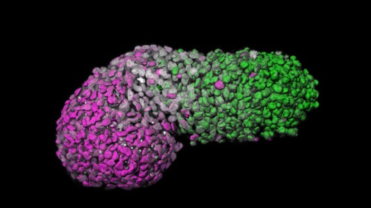 Desarrollan un modelo de embrión humano a partir de celulas madre