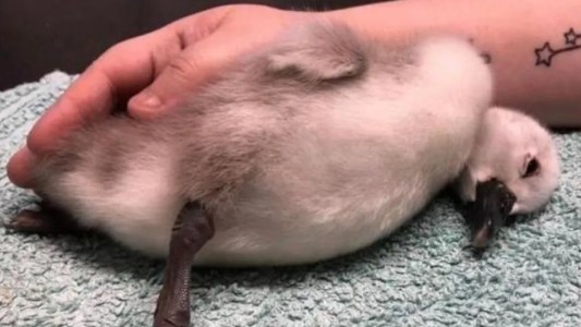 Denuncia en redes: runner pateó a un cisne bebé y lo dejó con grave daño cerebral