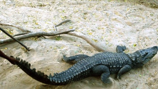 Video: rescató a su amigo cuando lo atacó un cocodrilo