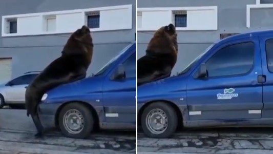 El lado B de la pandemia: un lobo marino se subió a un auto en Mar del Plata