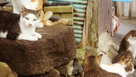 Revelaron el misterio de la masiva muerte de gatos en la famosa isla de Japón