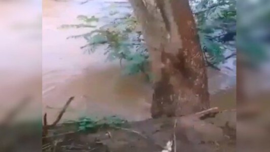 Denuncia e indignación: tiraron a una perra para que la comiera un cocodrilo