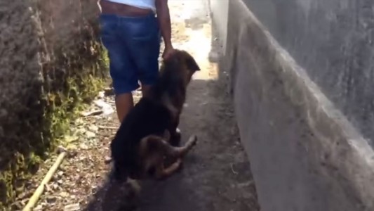 Lo detuvieron por matar al perro de su vecina