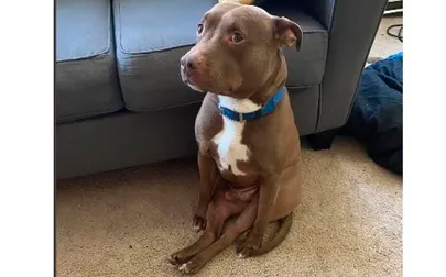 El perro que arrasa en las redes sociales por sentarse como un ser humano