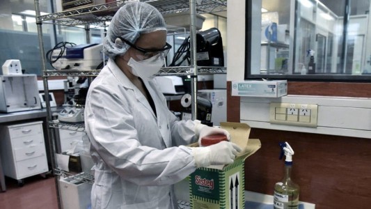 Esperanza argentina: lograron neutralizar el coronavirus con suero de caballos