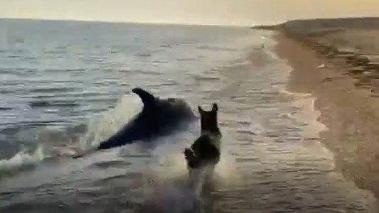 Video: un perro, el mejor amigo del delfín