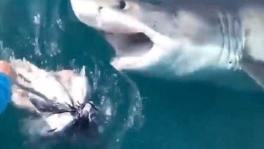 Video de terror: el enorme tiburón blanco que sorprendió a unos pescadores