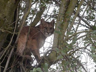 Un barrio de Bariloche conmocionado por la aparición de un puma en el fondo de una casa