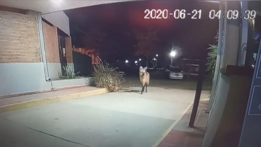 El lado B del coronavirus: el video de un Aguará Guazú de "visita" en la noche santafesina