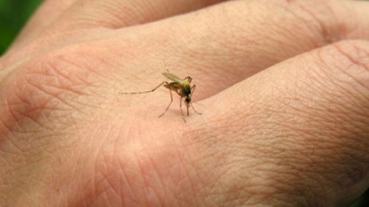 Dengue en la provincia de Buenos Aires: detectaron más de 3.300 casos en lo que va de 2020