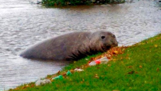 El lado b del coronavirus: apareció un lobo marino en Gualeguaychú
