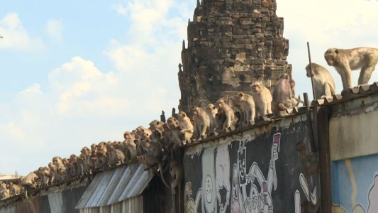 "La ciudad de los monos": Tailandia intenta recuperar el control de Lopburi