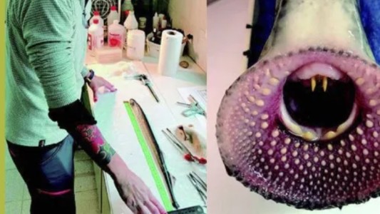 "Vampiro del agua": Descubren que la lamprea del río Santa Cruz es una especie endémica del país