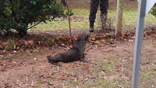 Rescatan a un lobo marino en un barrio privado de Escobar, a orillas del río Luján