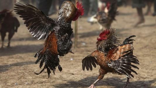 Buscan a más de 30 participantes de un campeonato de riña de gallos en Salta