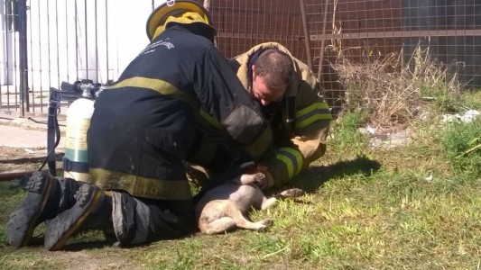 Con RCP un perro fue salvado por los bomberos tras un incendio