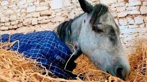 Video: la dramática agonía de una pony asesinada a golpes por un grupo de adolescentes
