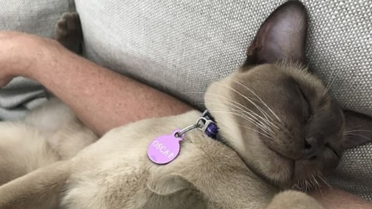 Accidente con suerte: un gato sobrevivió tras pasar 12 minutos dentro del lavarropas