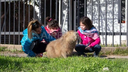 La historia de Pancho: el carpincho de una nena de 8 años que resistió la "detención" de la Gendarmería