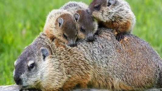 Peste bubónica en China: "por el momento no hay riesgo alto", según la OMS