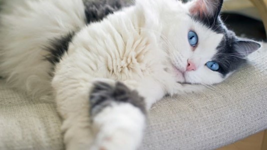 Murió una anciana tras ser lamida y rasguñada por su gata