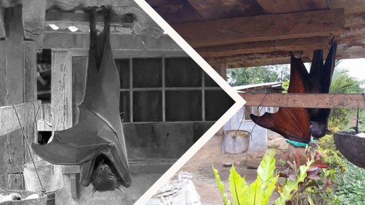 Murciélago gigante de Filipinas: la foto es real pero tiene un truco