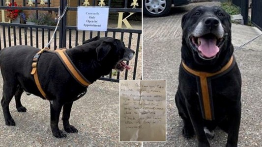 Abandonóa su perro lluego de 10 años con un mensaje: "No aprendí a ser bueno"