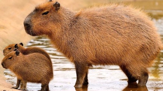 Una familia de carpinchos fue apartada de un country y aún buscan reubicarla