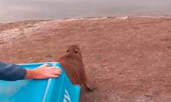 Video: así liberaron a un carpincho que apareció en una vivienda de Gálvez