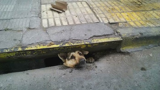 Video: así rescataron a un perro que estaba atrapado en una alcantarilla