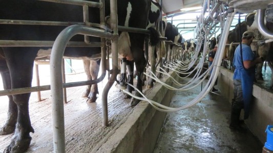 El gremio lechero hace paro de 24 horas pero procesará materia prima solo si es donada