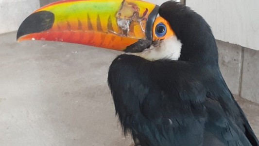 Alarma en Jujuy por ataques a tucanes: 11 aves asesinadas en 40 días