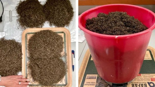 La sorpresa de una mujer al instalar máquinas "atrapa mosquitos" en su jardín