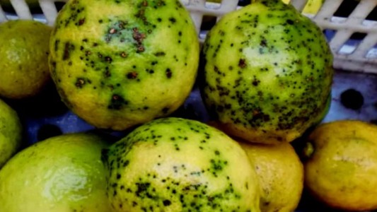 Suspenden exportación de limones a Europa por lotes con "Mancha Negra"