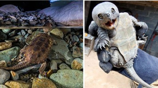 Video: encontró una tortuga con "cola de cocodrilo" y "pico" de ave