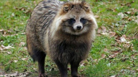 Alerta en una localidad británica por la invasión de "perros mapache"