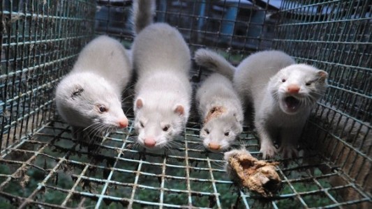 Ordenan el sacrificio de casi 100 mil visones con coronavirus: sospechan que se contagiaron de humanos