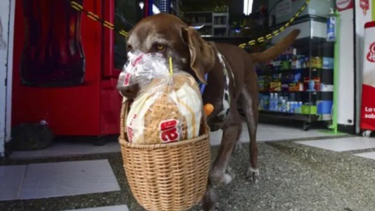 Asaltaron a perro famoso que hace el delivery