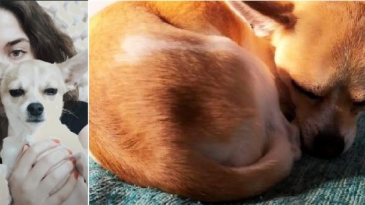 Campaña: buscan al perro que viajaba con la jugadora de hockey que murió en un accidente