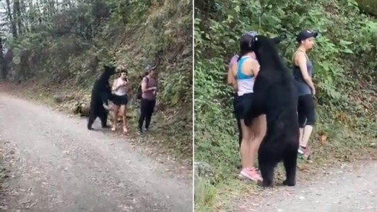 Video: salieron a caminar y quedaron cara a cara con un oso
