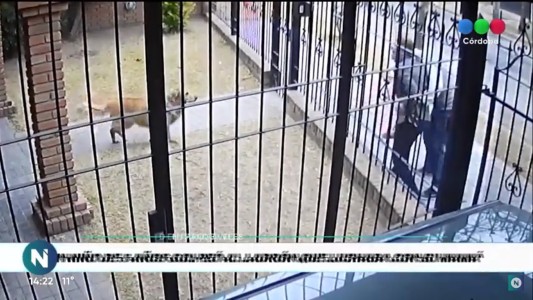 Video: un nene de 5 años defendió a su madre de dos ladrones que intentaron robarle el celular