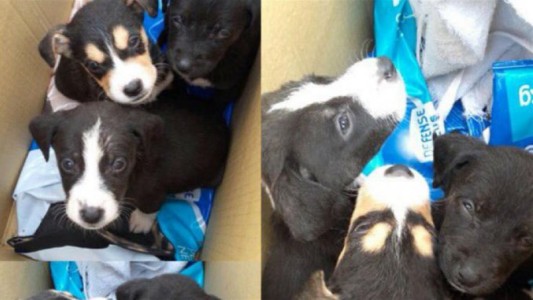 Hallaron seis perritos dentro de un container de basura