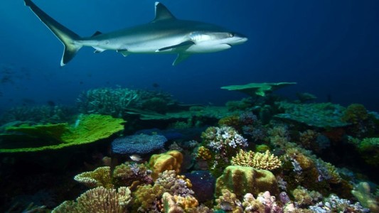 Preocupante declive de la población de tiburones: ¿cómo afecta a los arrecifes?