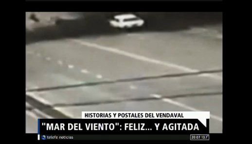 Mar del Plata: cayó un árbol sobre un auto que iba por la calle