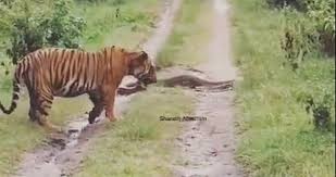 Video: la reacción de un tigre al encontrarse con una pitón en el camino