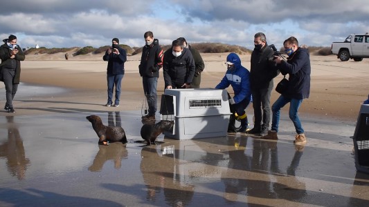VIDEO: Devolvieron al mar a cuatro lobos y un elefante marinos rescatados en Buenos Aires y Entre Ríos