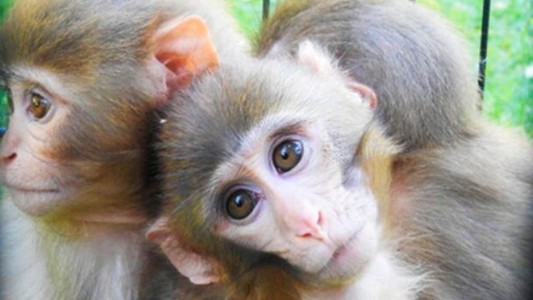 Dos monos abrazaban todo el tiempo a su hermano: descubrieron que tenía Síndrome de Down